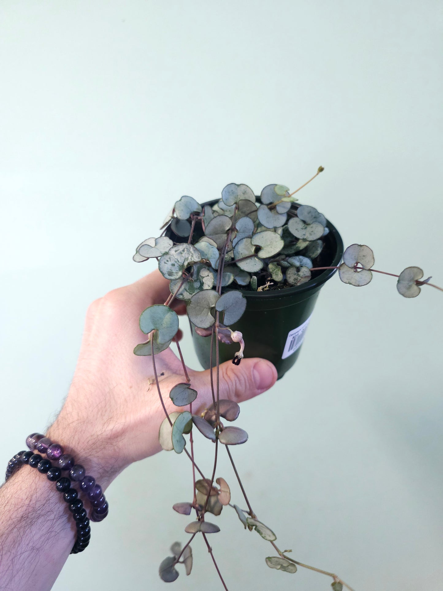 Ceropegia woodii 'Silver Glory' String of Hearts 4"