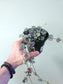 Ceropegia woodii 'Silver Glory' String of Hearts 4"