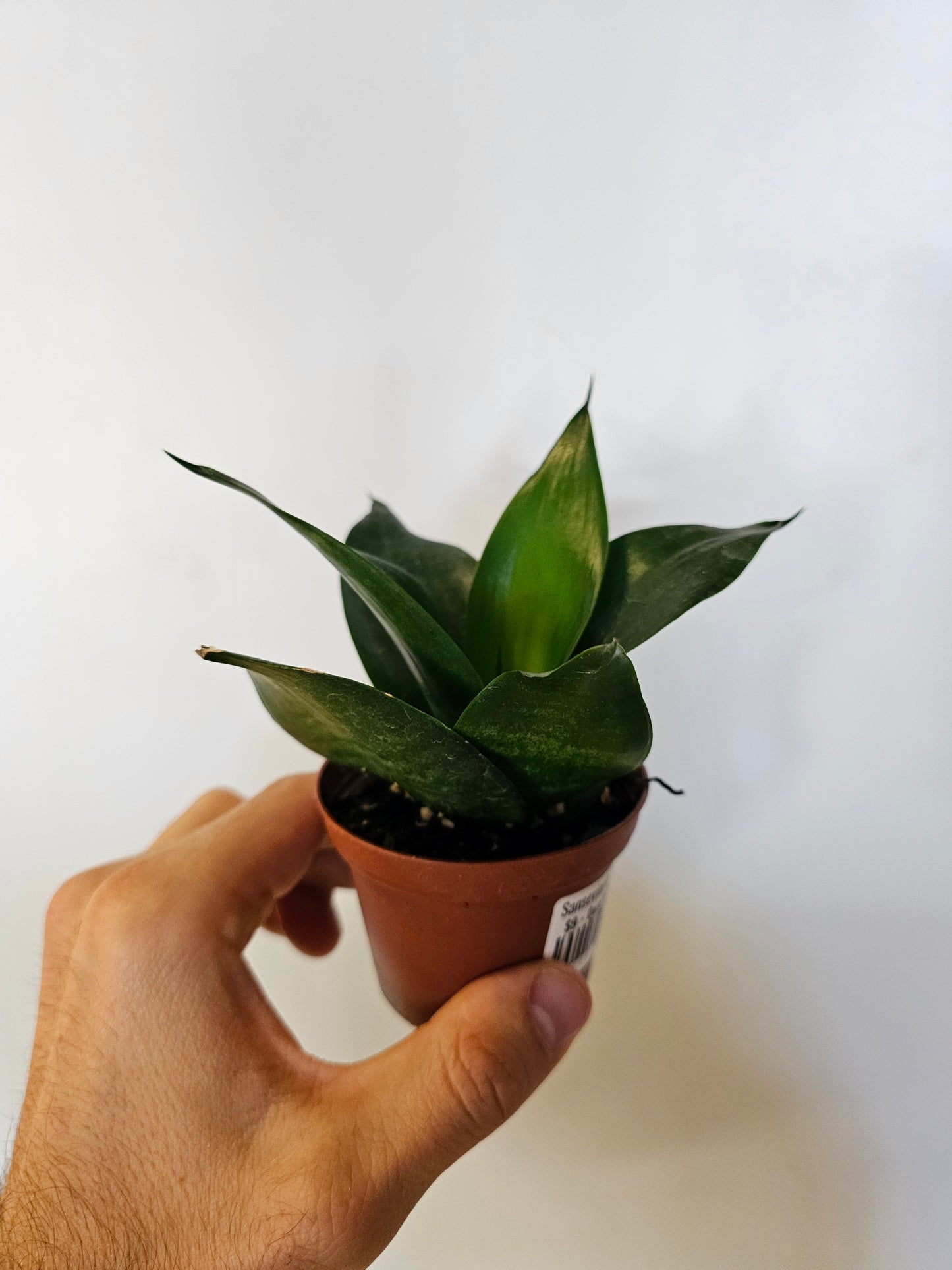 Sansevieria hahnii 'Black' 3"