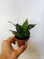 Sansevieria hahnii 'Black' 3"