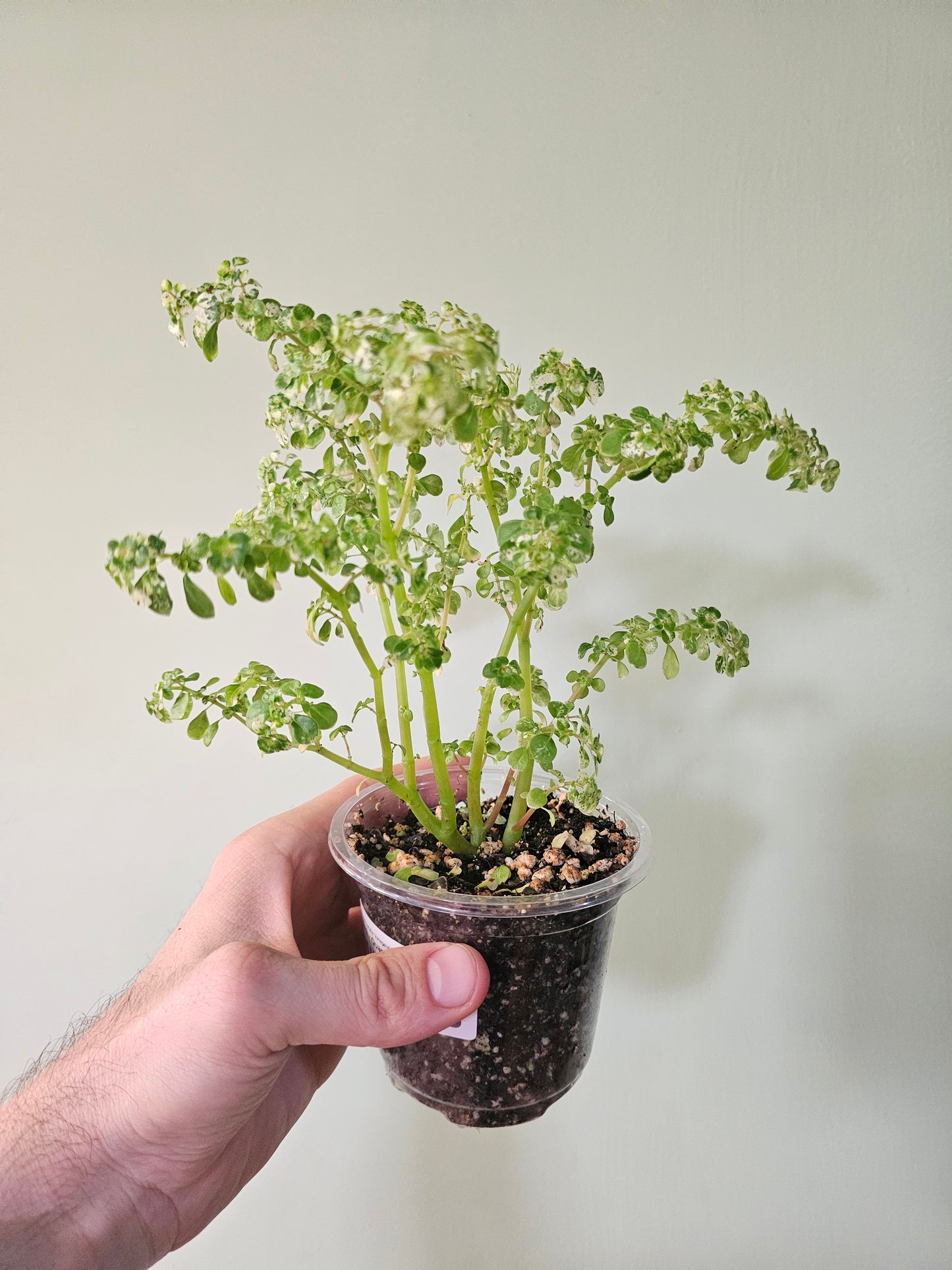 indoor artillery plant Pilea microphylla 'Variegata' "Tricolor Artillery/Confetti Fern" 4"