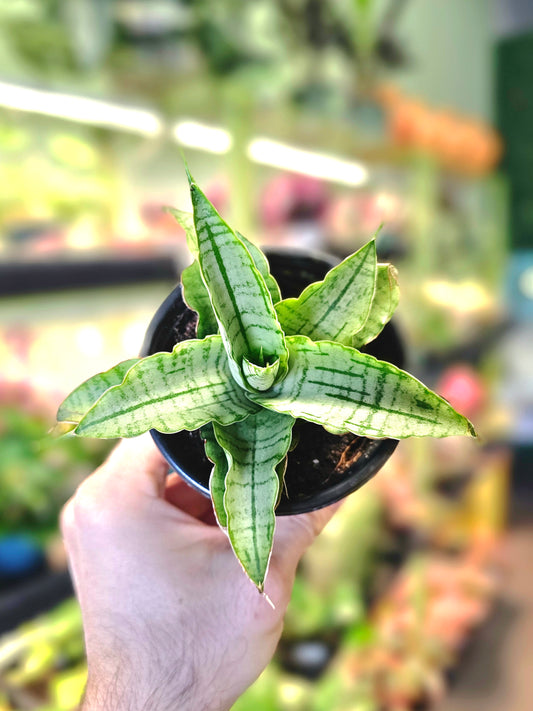 Sansevieria 'Snow Lotus' 3.5"