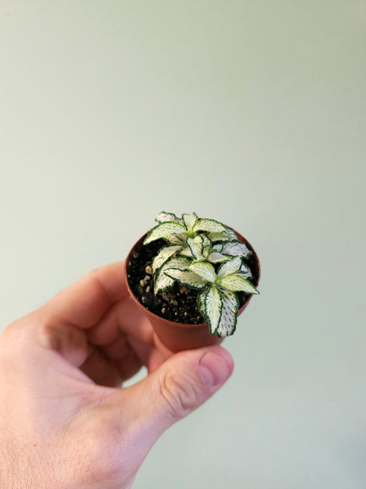 Fittonia albivenis 'Lovers' 2"