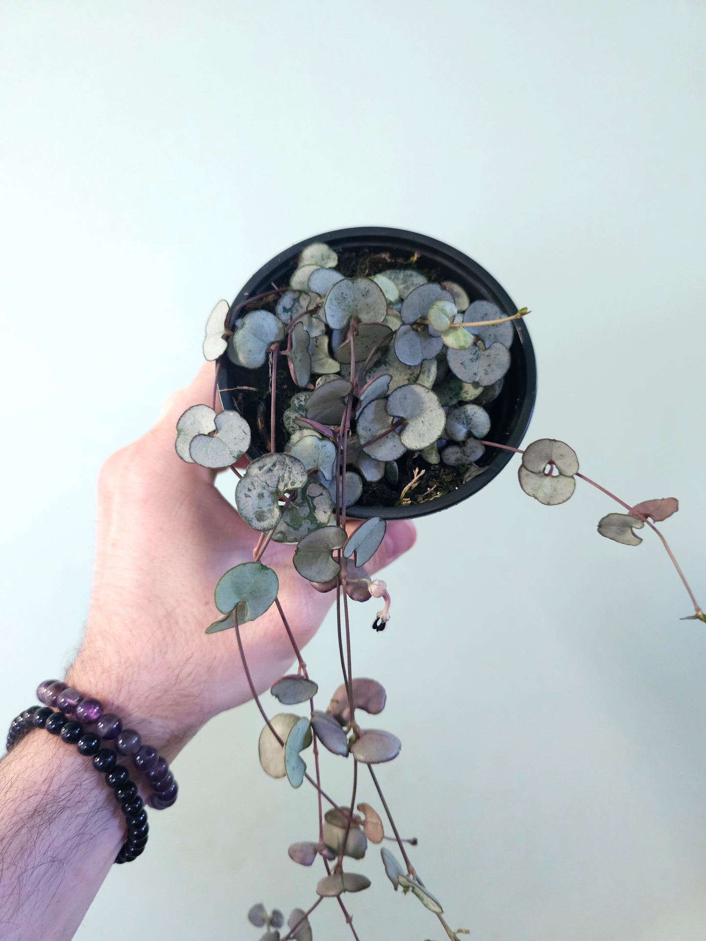 Ceropegia woodii 'Silver Glory' String of Hearts 4"