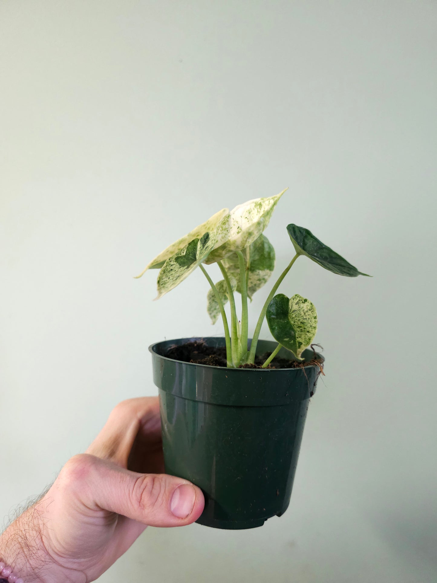 Alocasia 'Dragon Scale' Mint Variegated 4"