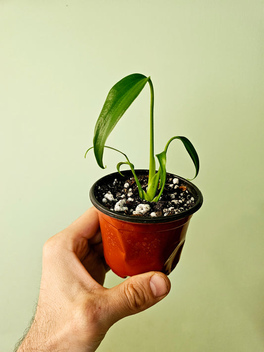 Monstera 'Burle Marx Flame' 3.5"