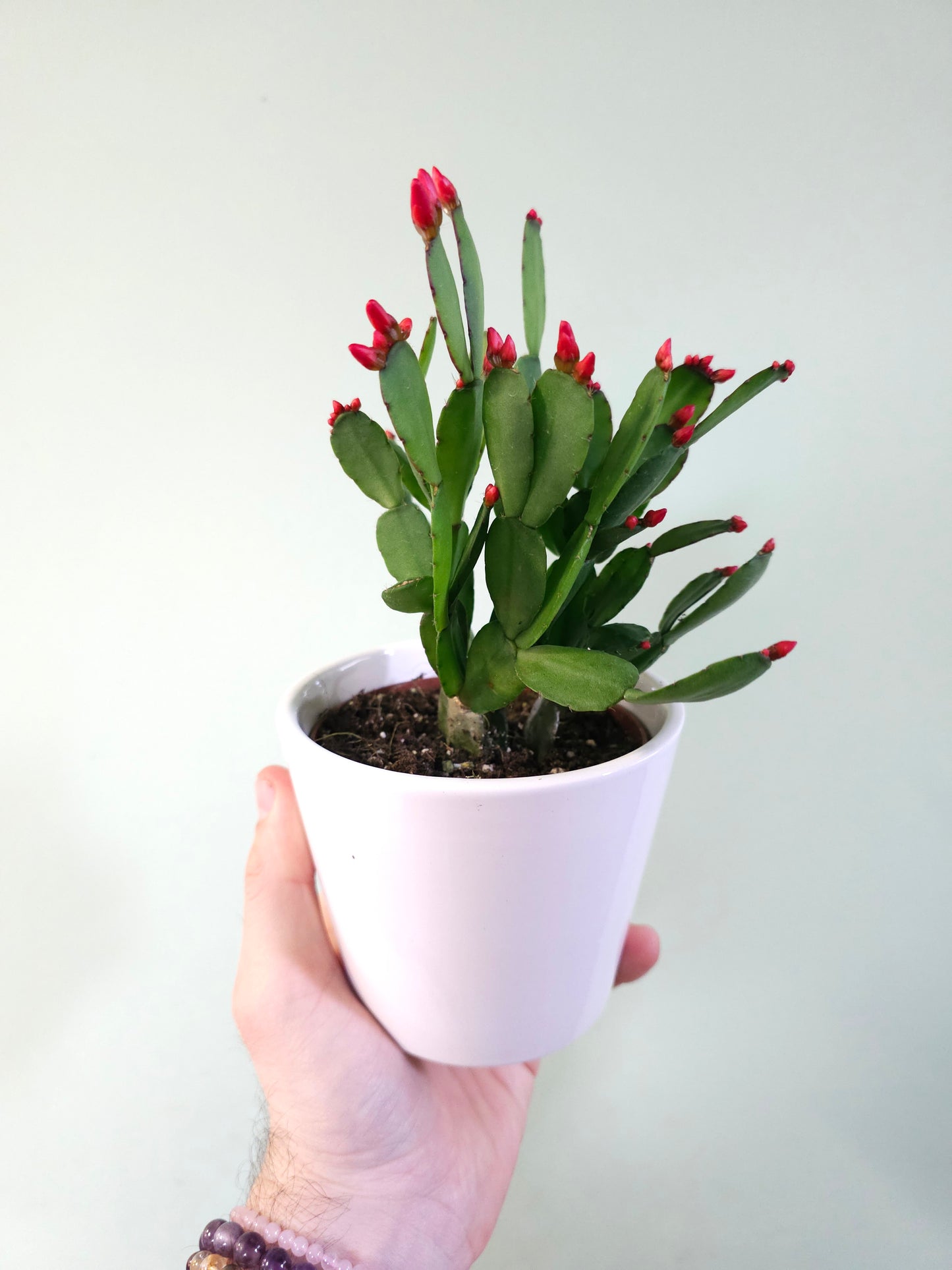 Rhipsalidopsis gaertneri "Spring/Easter Cactus" 4"