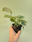 Scindapsus pictus 'Exotica' 4"