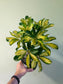 Schefflera arboricola 'Gold Capella' 6"