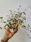 Gibasis pellucida 'Tricolor' "Variegated Bridal Veil" 3"