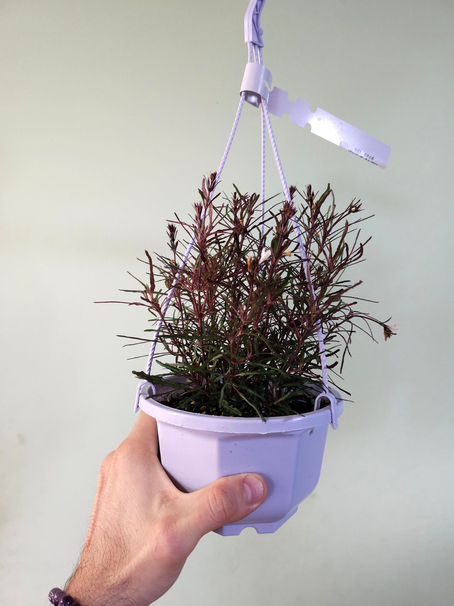 Hemigraphis repanda 'Dragon's Breath' 6" HB