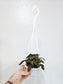 Fittonia Albivenis Red Nerve Plant 4" HB