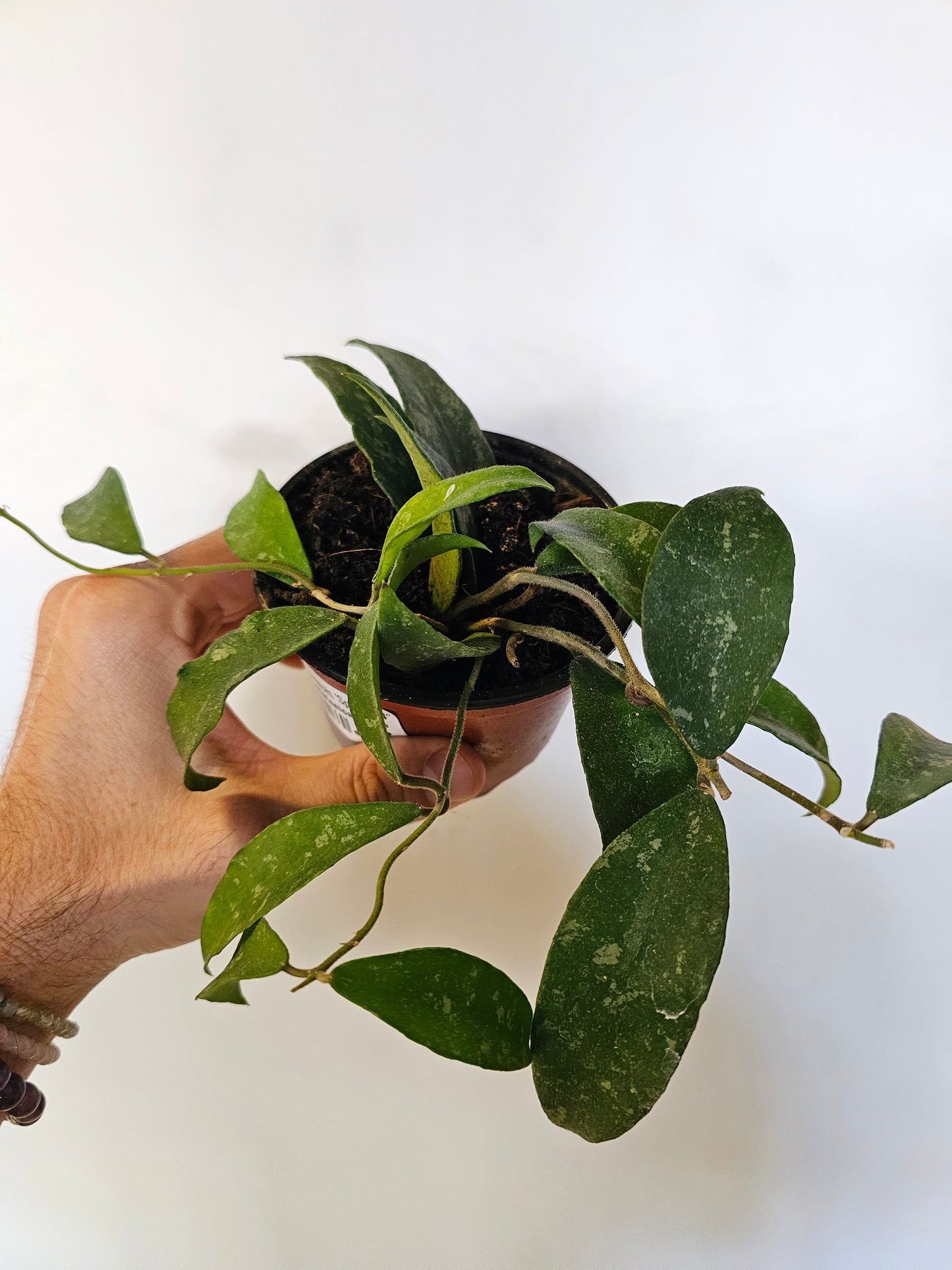 Hoya phuwuaensis 'Splash' 4"