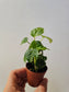 Fatsia japonica "Treestar Plant" 2"