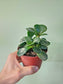 Adromischus maculatus "Calico Hearts" 4"