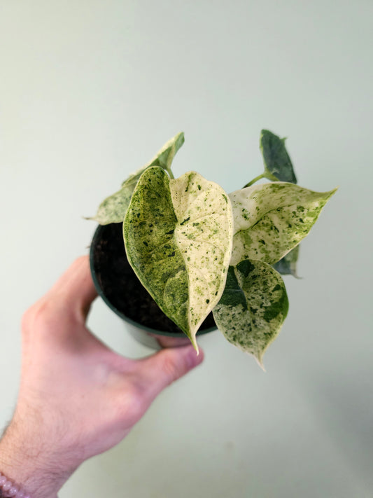 Alocasia 'Dragon Scale' Mint Variegated 4"