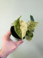 Alocasia 'Dragon Scale' Mint Variegated 4"