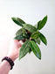 Hoya verticillata sp. Bogor 4"