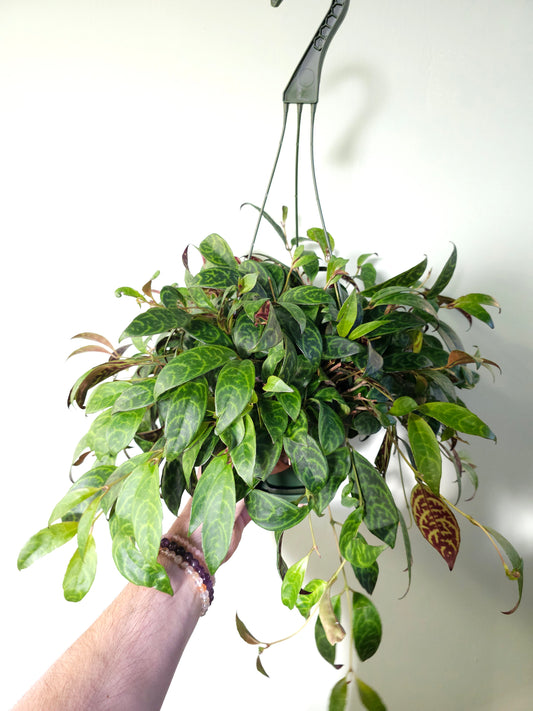 Aeschynanthus marmoratus "Black Pagoda Lipstick/Zebra Basket Vine" 6" HB