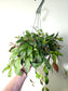 Aeschynanthus marmoratus "Black Pagoda Lipstick/Zebra Basket Vine" 6" HB