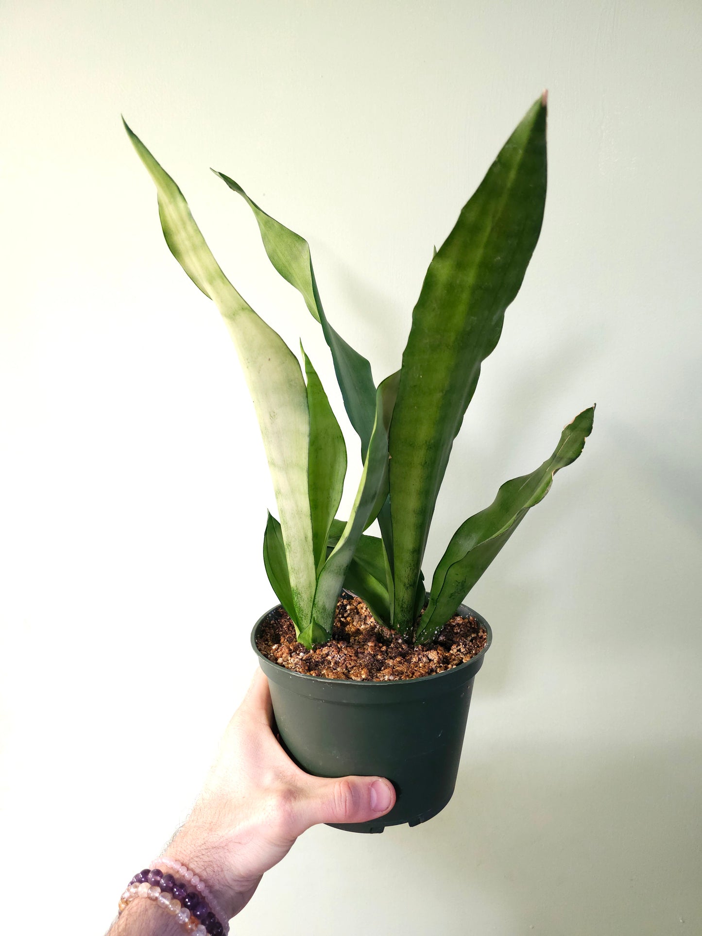 Sansevieria trifasciata 'Moonshine' 6"