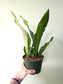 Sansevieria trifasciata 'Moonshine' 6"