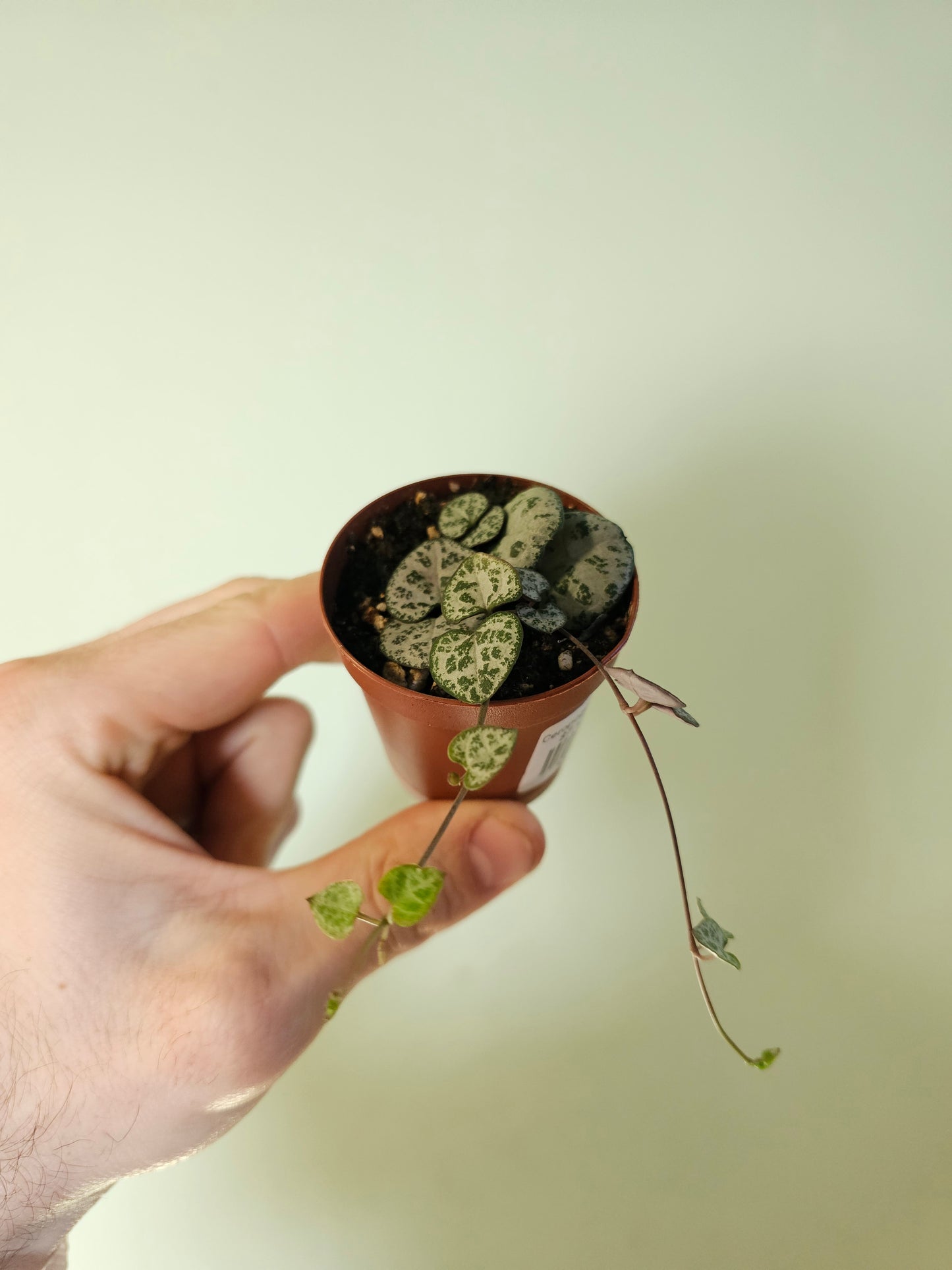 Ceropegia woodii "String of Hearts" 2"