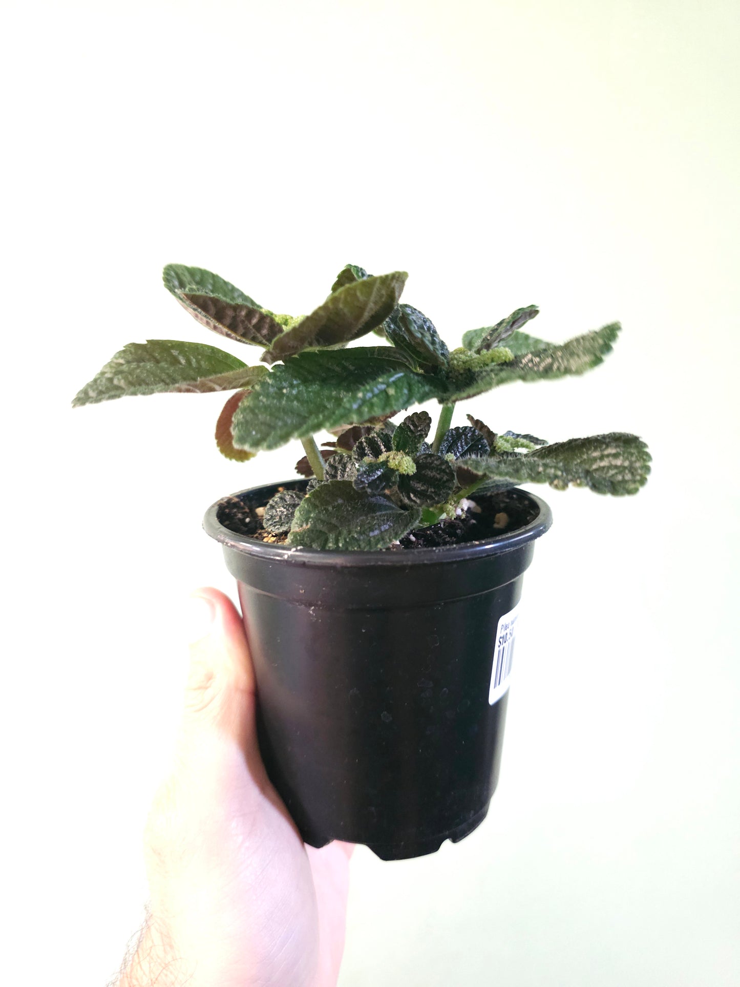 Pilea nummulariifolia "Creeping Charlie" 4"