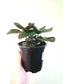 Pilea nummulariifolia "Creeping Charlie" 4"