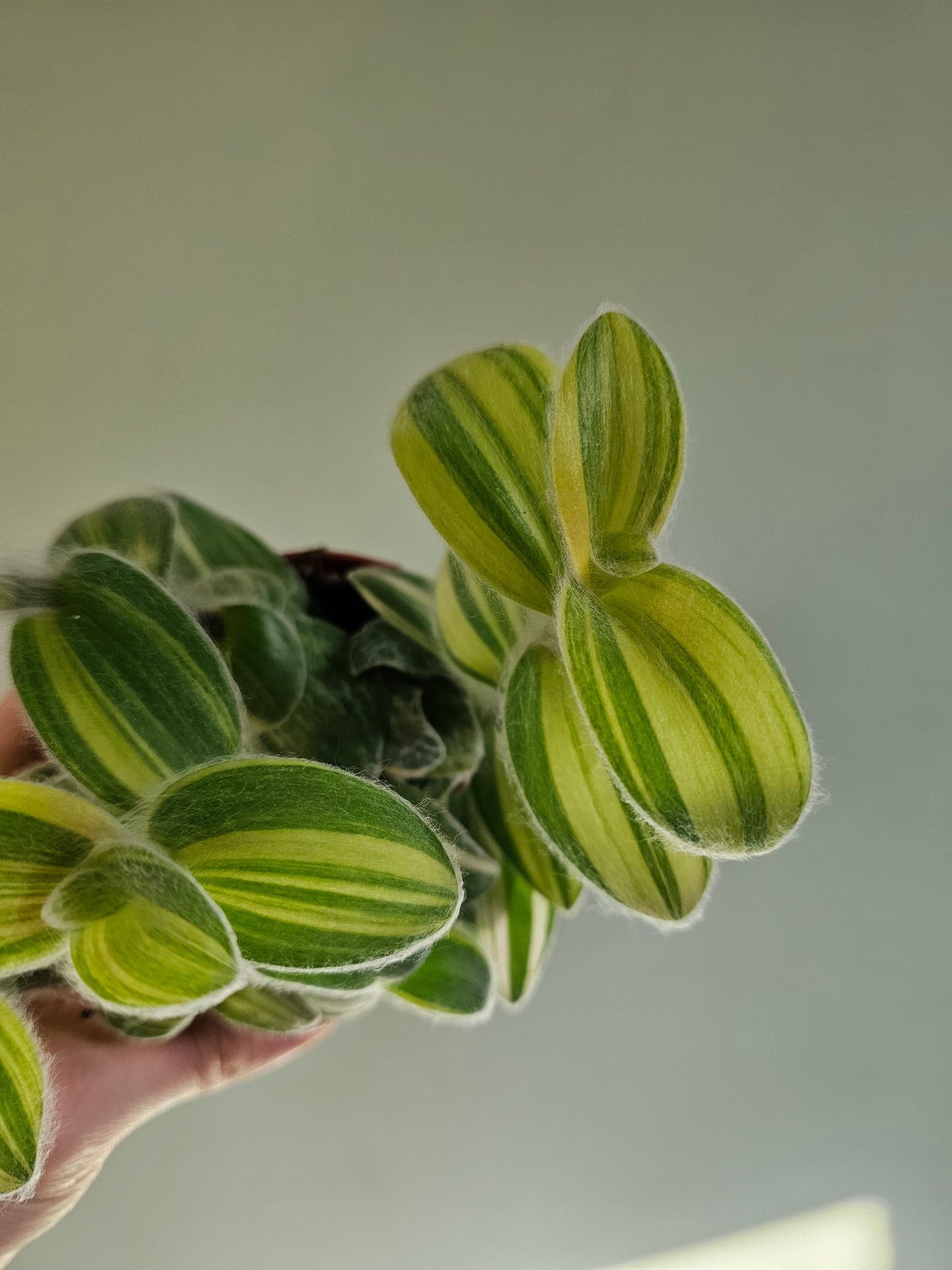 Tradescantia sillamontana 'Velvet Stripes' 4"