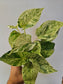 Epipremnum aureum 'Snow Queen' Pothos 4"