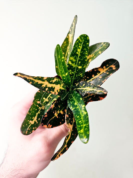 Codiaeum variegatum 'Banana' 2" (Croton)