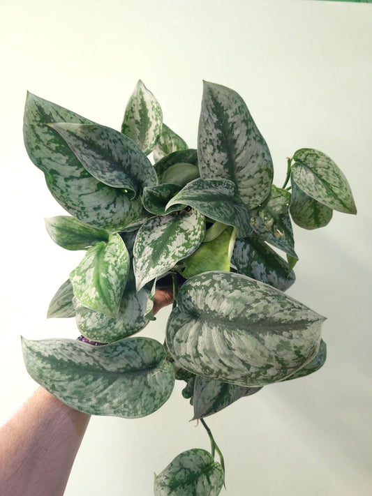 Scindapsus pictus 'Silver Queen' 6”