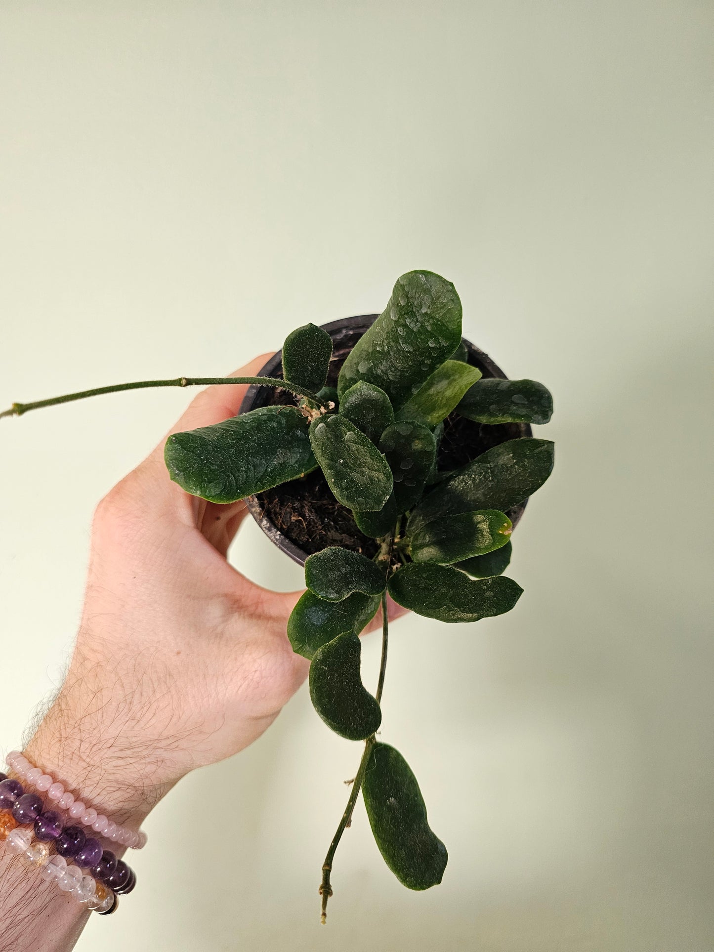 Hoya rotundiflora 4"