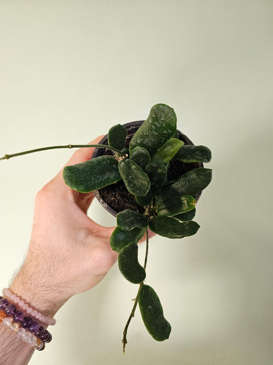 Hoya rotundiflora 4"