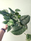 Scindapsus pictus 'Silver Queen' 6”