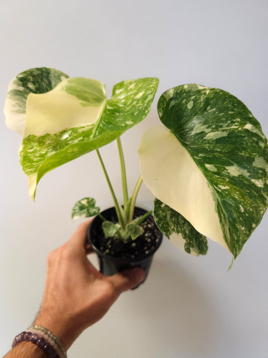 Monstera deliciosa 'Crème Brûlée' 4"