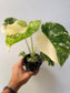 Monstera deliciosa 'Crème Brûlée' 4"