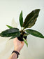 Philodendron 'Pluto' 4"