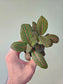 Fittonia albivenis 'Red' Nerve Plant 2.5"