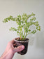 Pilea microphylla 'Variegata' Tricolor Artillery/Confetti Fern 4"