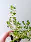 Pilea microphylla 'Variegata' "Artillery Fern" 2"