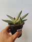 Sansevieria cylindrica var. patula ‘Boncel Variegata’ "Starfish Snake Plant" 4"