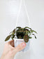 Fittonia Albivenis Red Nerve Plant 4" HB