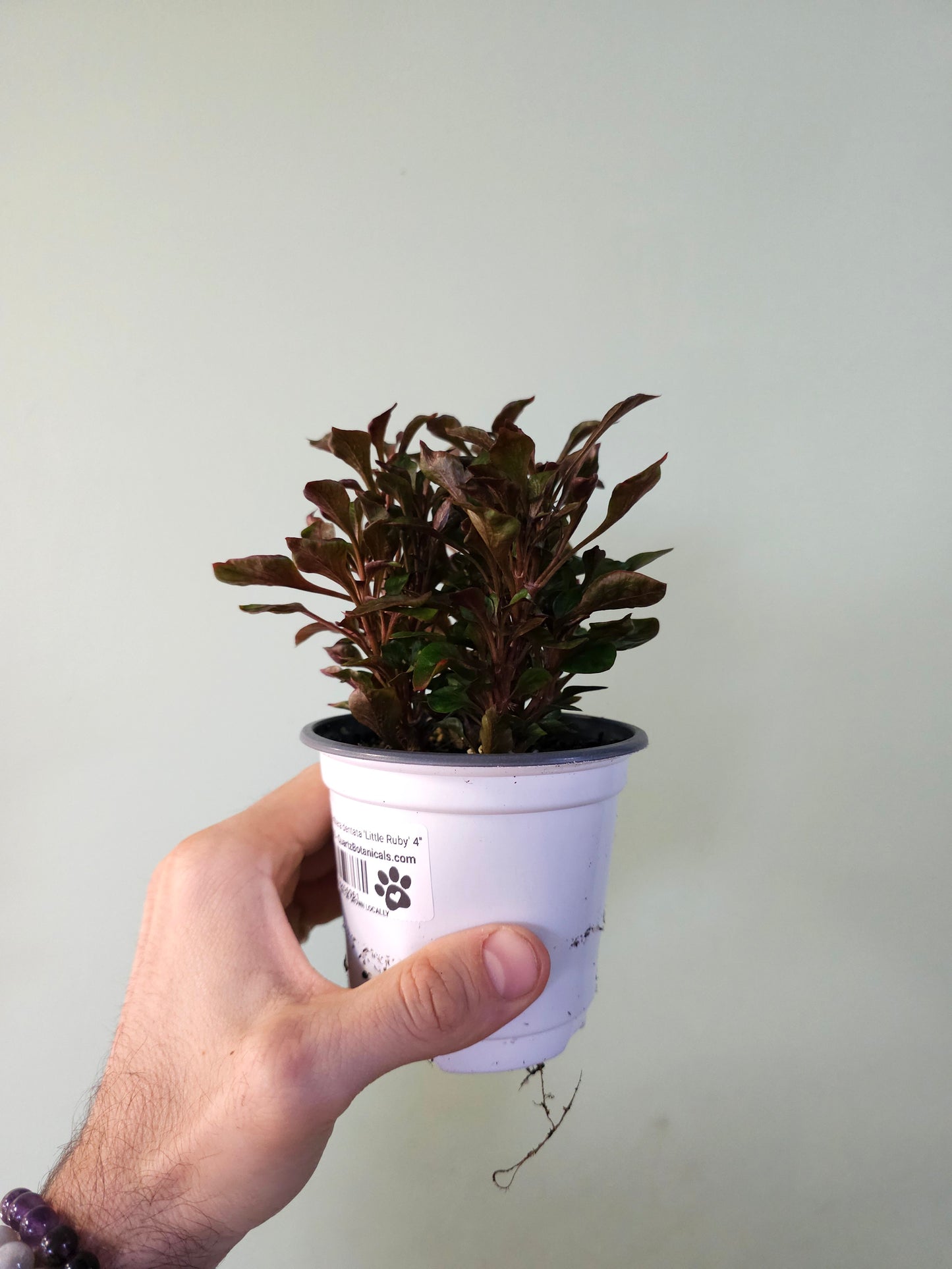 Alternanthera dentata 'Little Ruby' 4"