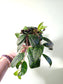 Aeschynanthus marmoratus "Black Pagoda Lipstick/Zebra Basket Vine" 4"
