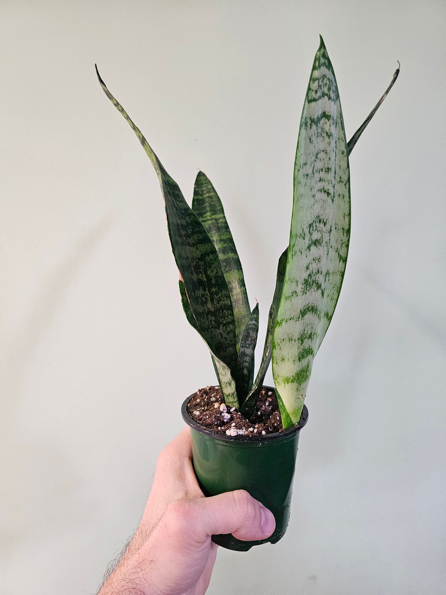 Sansevieria 'Wintergreen' 3.5"