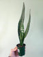Sansevieria trifasciata 'Zeylanica' 3.5"
