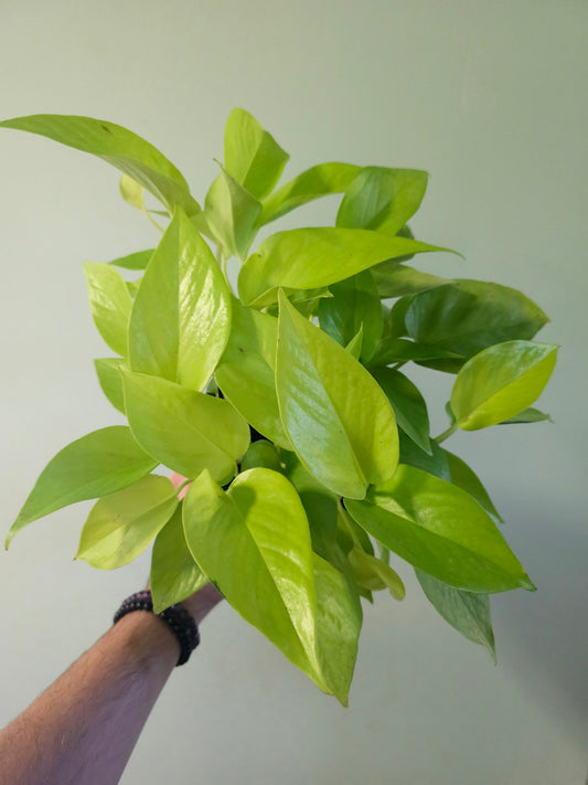 Epipremnum aureum 'Neon' Pothos 6”