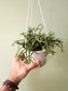 Rhipsalis pilocarpa 4.5" HB